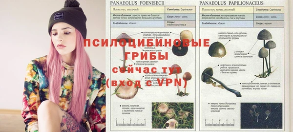 apvp Алзамай